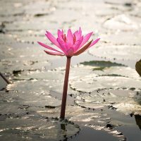 lotus-flower-pond lotus-flower-pond